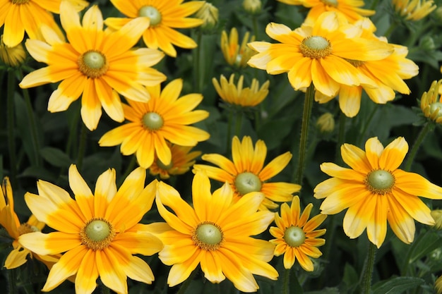 Photo full frame shot of yellow flower