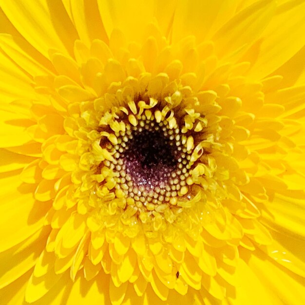 Full frame shot of yellow flower