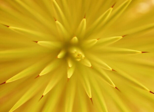 Full frame shot of yellow flower