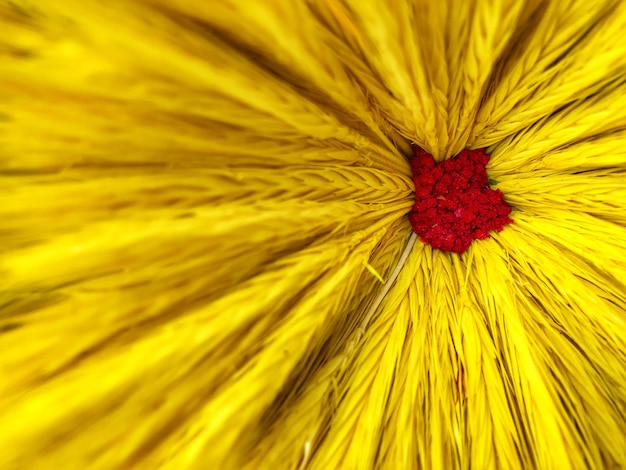 Full frame shot of yellow flower