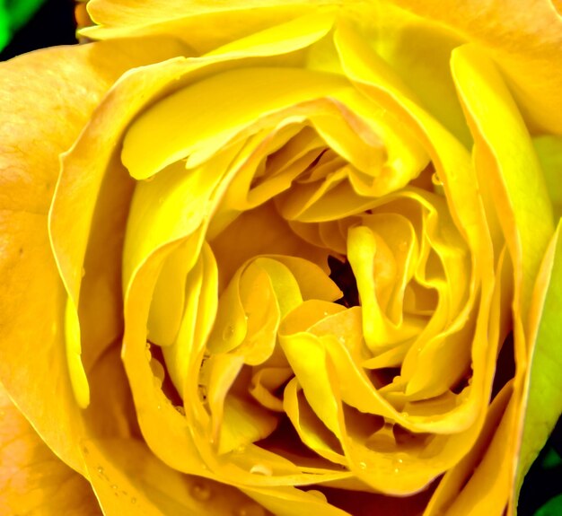 Full frame shot of yellow flower