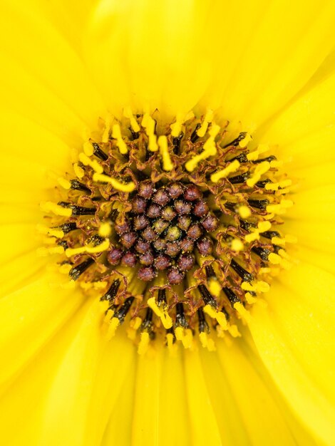 Full frame shot of yellow flower