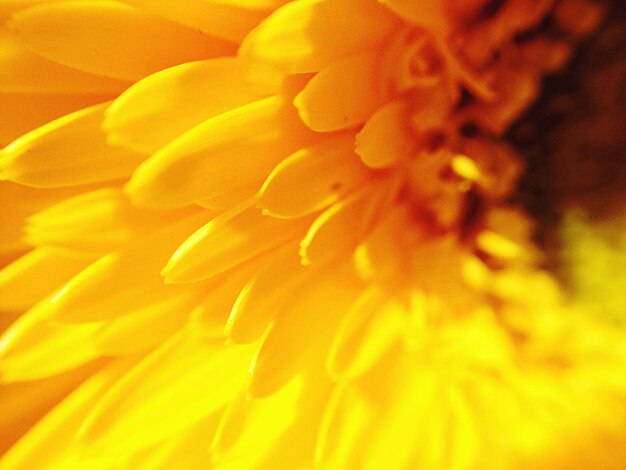 Full frame shot of yellow flower