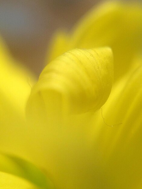 Full frame shot of yellow flower