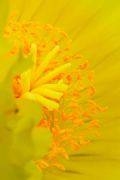 Full frame shot of yellow flower