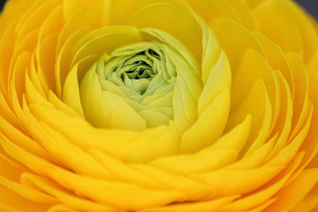 Full frame shot of yellow flower