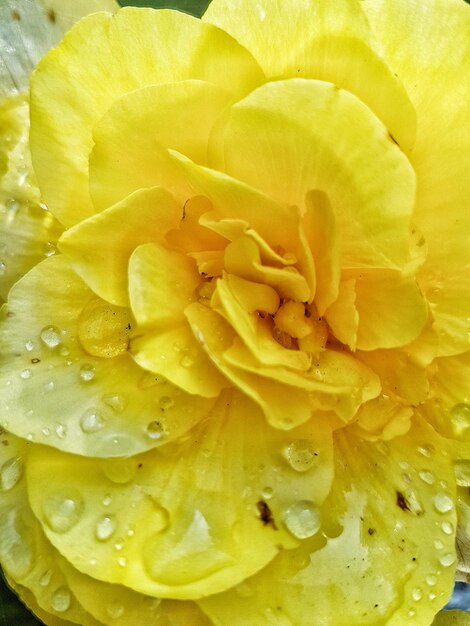 Full frame shot of yellow flower