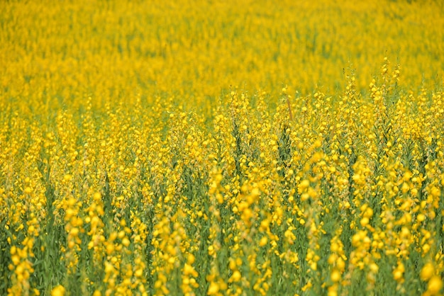 Full frame shot of yellow flowering field