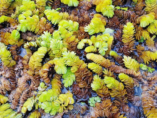 Full frame shot of yellow flowering plant