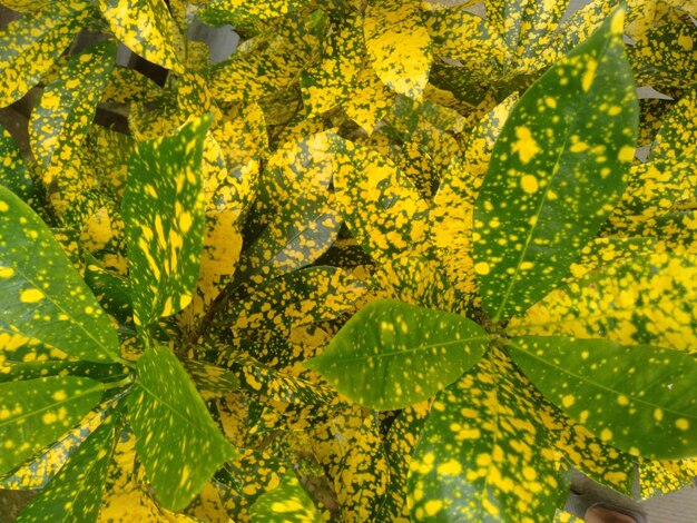Photo full frame shot of yellow flowering plant