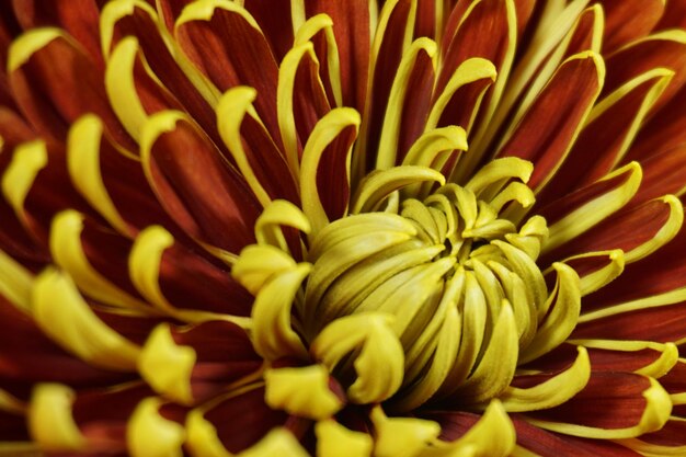 Foto fotografia completa di una pianta a fiori gialli