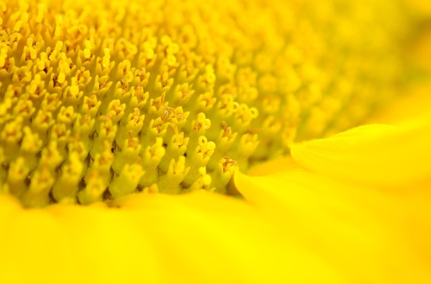 Full frame shot of yellow flowering plant