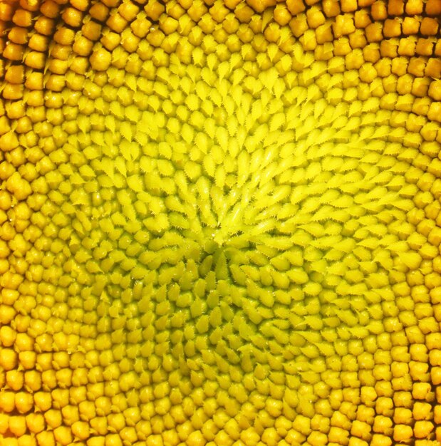 Full frame shot of yellow flowering plant