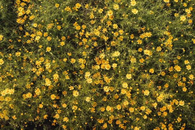 Full frame shot of yellow flowering plants on field