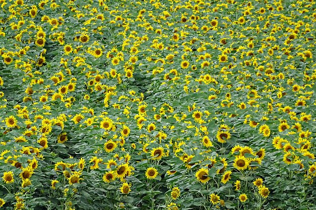 Photo full frame shot of yellow flowering plants on field