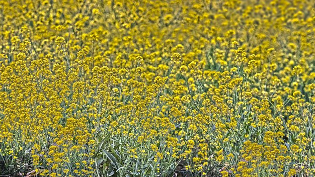 Photo full frame shot of yellow flowering plants on field