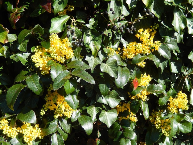 Photo full frame shot of yellow flowering plants