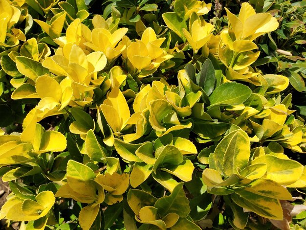 Full frame shot of yellow flowering plants