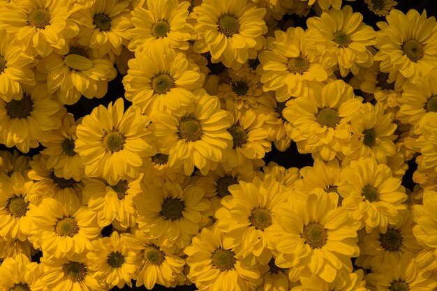 Full frame shot of yellow flowering plants