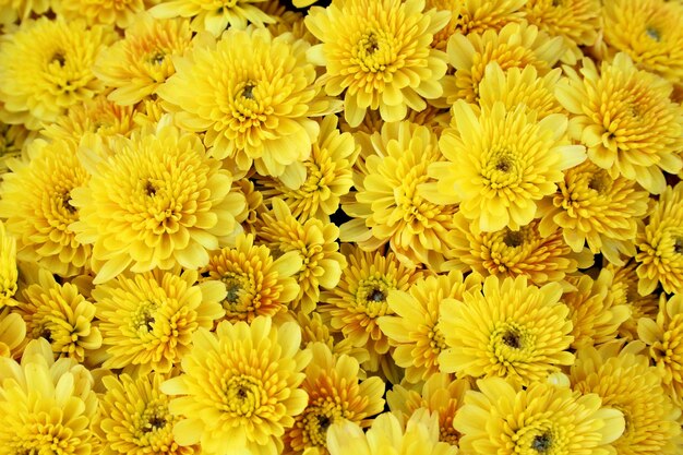 Full frame shot of yellow flowering plants