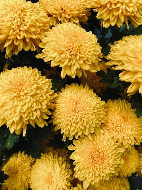 Photo full frame shot of yellow flowering plants