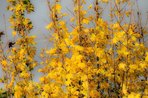 Full frame shot of yellow flowering plants