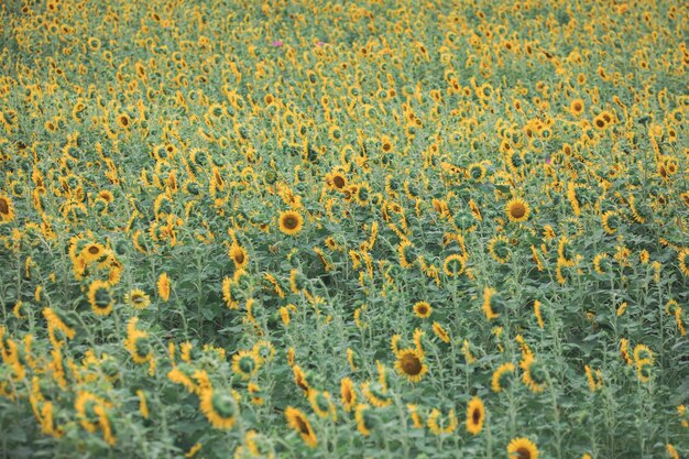 Photo full frame shot of yellow flowering plants