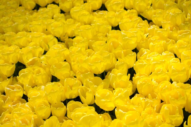 Full frame shot of yellow flowering plants