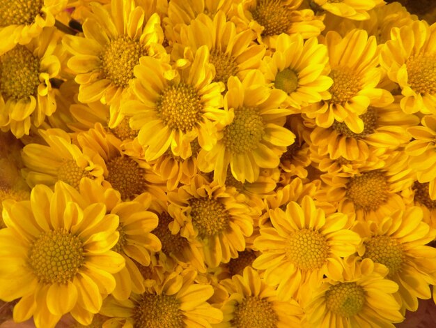 Photo full frame shot of yellow flowering plants