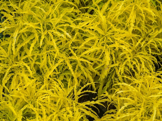 Full frame shot of yellow flowering plants