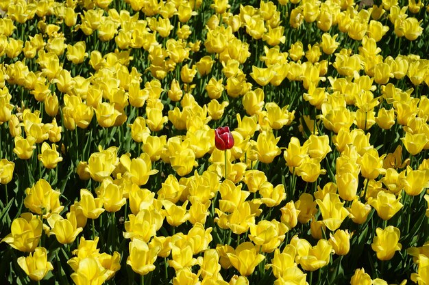 Full frame shot of yellow flowering plants