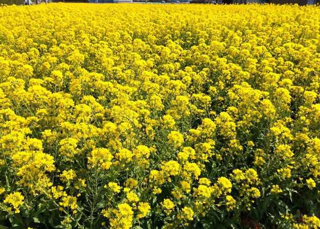 Full frame shot of yellow flowering plants