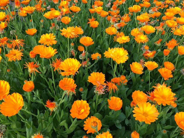 Full frame shot of yellow flowers blooming in field