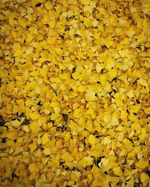 Full frame shot of yellow flowers blooming outdoors