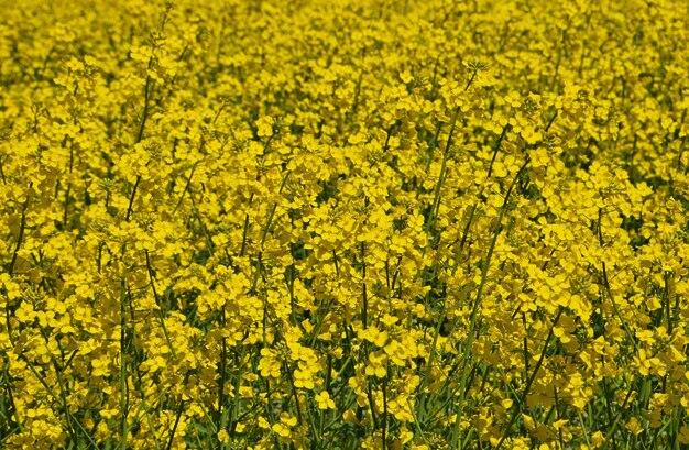 Photo full frame shot of yellow flowers in field