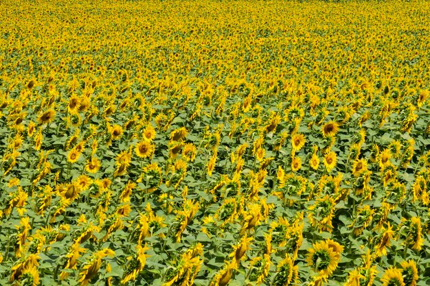 Full frame shot of yellow flowers on field