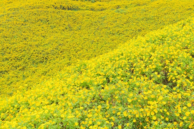 Full frame shot of yellow flowers on field