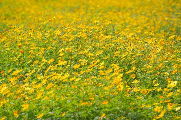 Full frame shot of yellow flowers growing in field