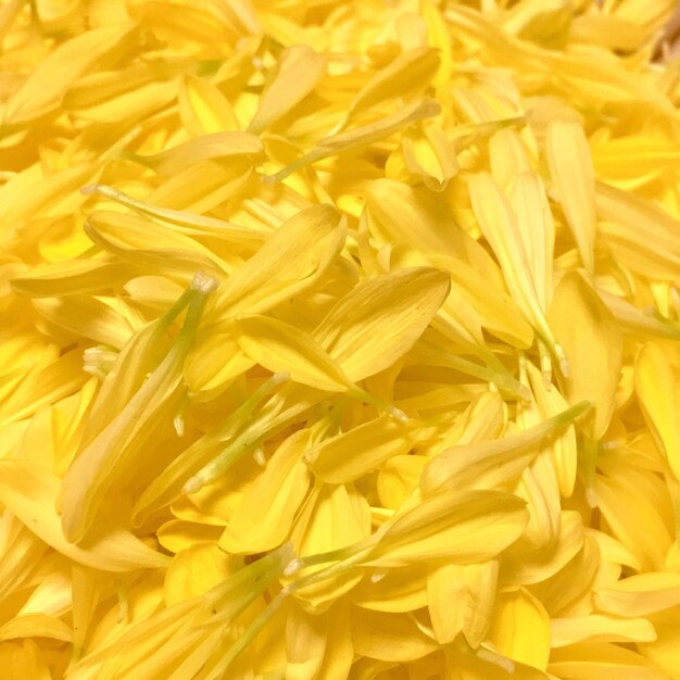 Full frame shot of yellow flowers