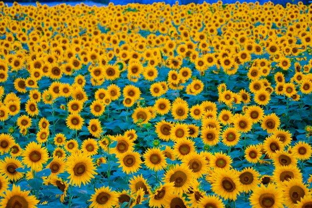 Full frame shot of yellow flowers