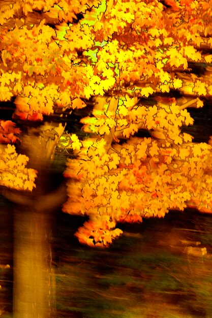 Full frame shot of yellow flowers