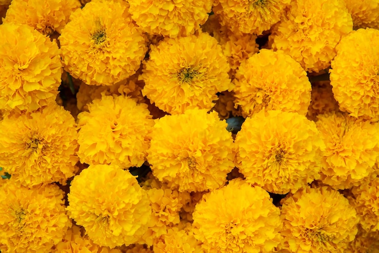 Photo full frame shot of yellow flowers