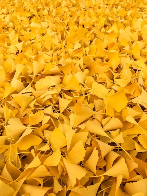 full frame shot of yellow flowers