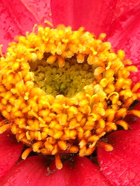 Full frame shot of yellow flowers