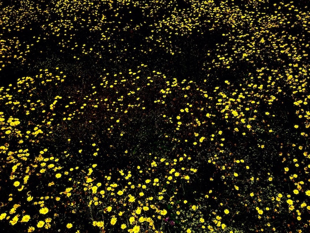 full frame shot of yellow flowers