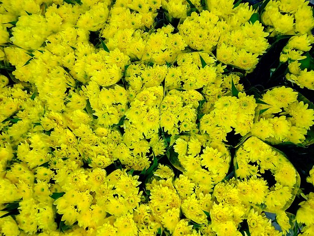 Full frame shot of yellow flowers