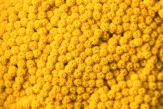 Full frame shot of yellow flowers