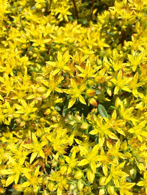 Full frame shot of yellow flowers