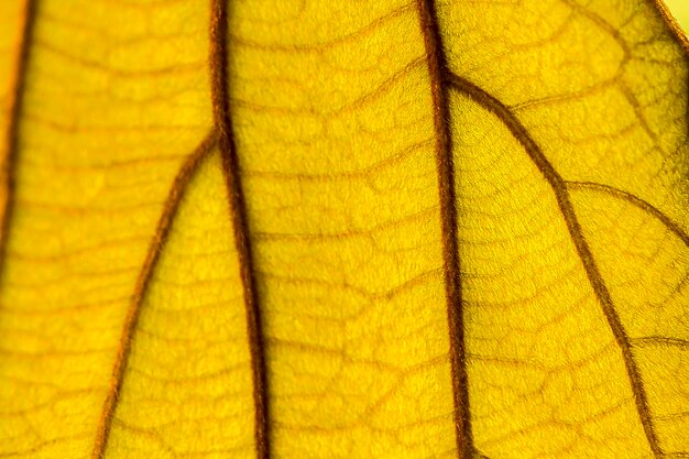 Full frame shot of yellow leaf