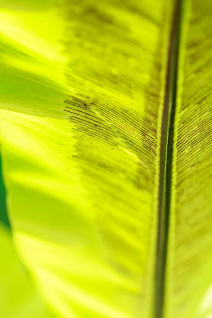 Full frame shot of yellow leaf